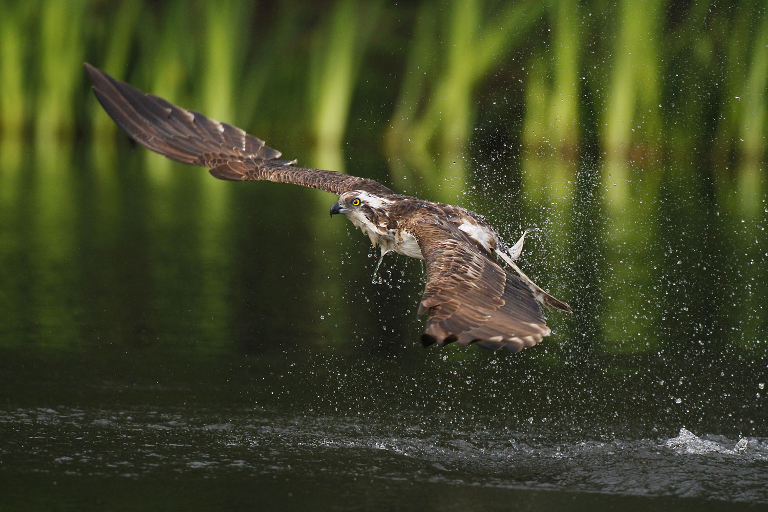 Balbuzard pêcheur