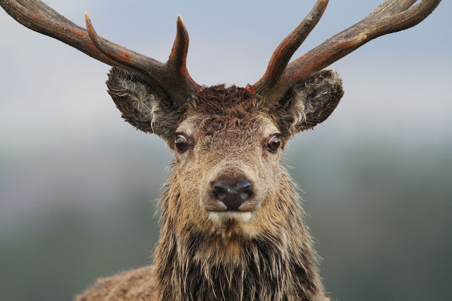 Cerf élaphe