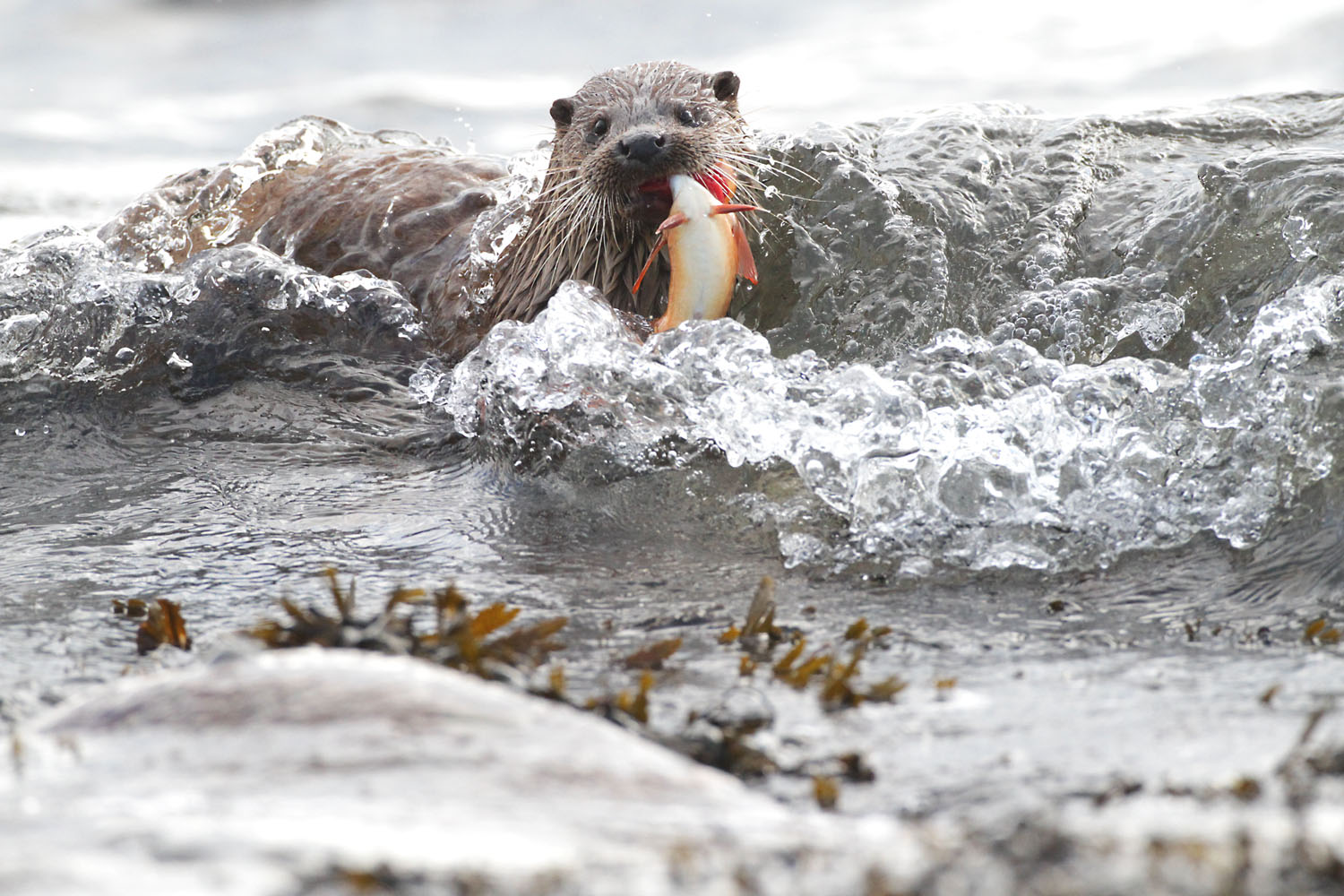 Loutre d'Europe