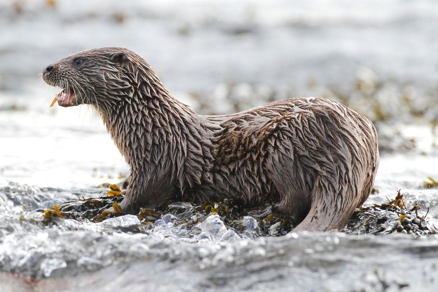 Loutre d'Europe